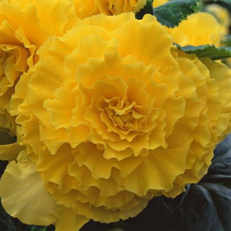 Picture of AmeriHybrid® Ruffled Yellow Begonia Plant