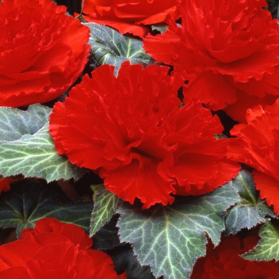 Picture of AmeriHybrid® Ruffled Scarlet Red Begonia Plant