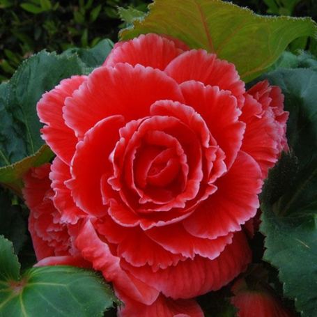 Picture of AmeriHybrid® Picotee Red Lace Begonia Plant