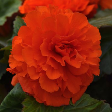Picture of AmeriHybrid® Ruffled Mandarin Orange Begonia Plant