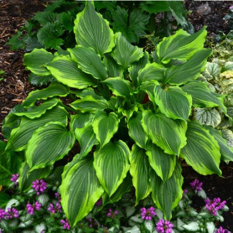 Picture of One Last Dance Hosta Plant
