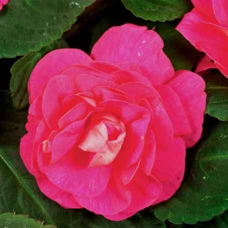 Picture of Silhouette® Rose Double Impatiens Plant