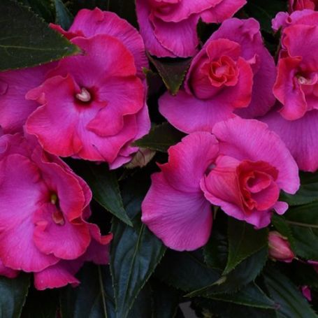 Picture of Roller Coaster Hot Pink Impatiens Plant