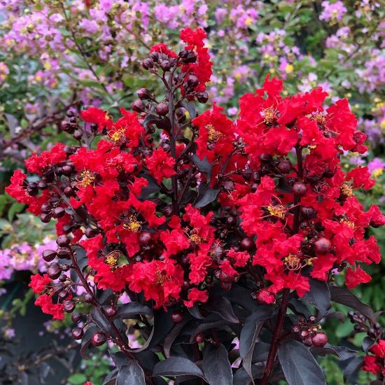 Picture of Center Stage® Red Lagerstroemia Plant