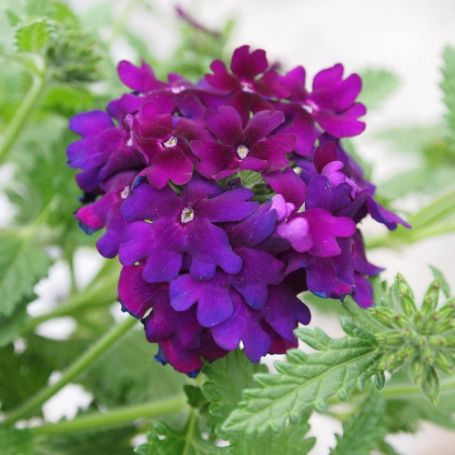 Picture of Empress™ Flair Violet Blue Trailing Verbena Plant
