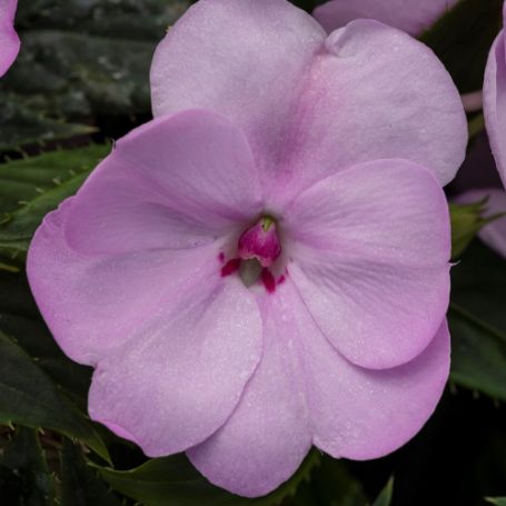 Picture of SunPatiens® Compact Orchid Blush Impatiens Plant