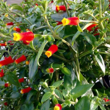 Picture of Candy Corn Manettia Plant