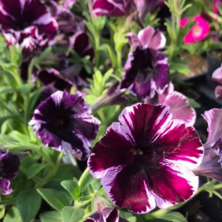Picture of Sweetunia® Miss Marvelous Petunia Plant