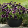 Picture of Sweetunia® Miss Marvelous Petunia Plant
