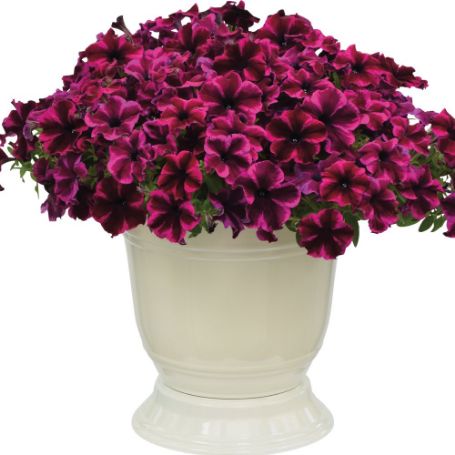 Picture of Crazytunia® Cosmic Purple Petunia Plant