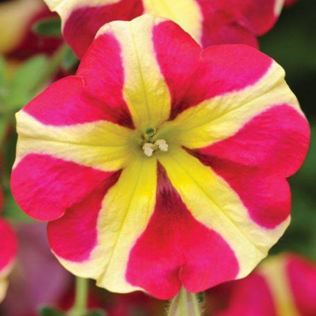 Picture of Amore™ Queen of Hearts Petunia Plant