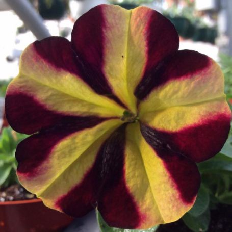 Picture of Amore™ Fiesta Petunia Plant