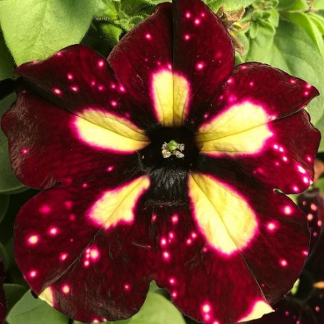 Picture of Headliner™ Starry Sky Burgundy Petunia Plant