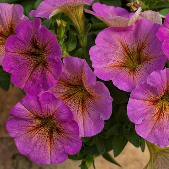 Picture of SuperCal® Premium Sunray Pink Petchoa Plant