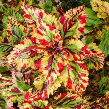 Picture of Stormy Weather Coleus Plant