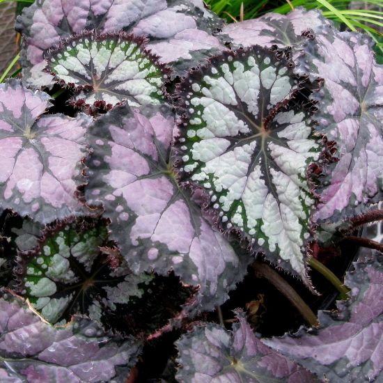 Picture of Plum Paisley Rex Begonia