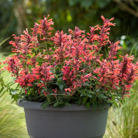 Picture of Sunrise Red Agastache Plant