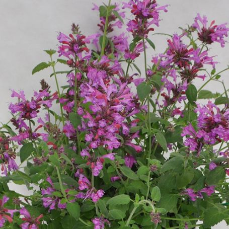 Picture of Sunrise Violet Agastache Plant