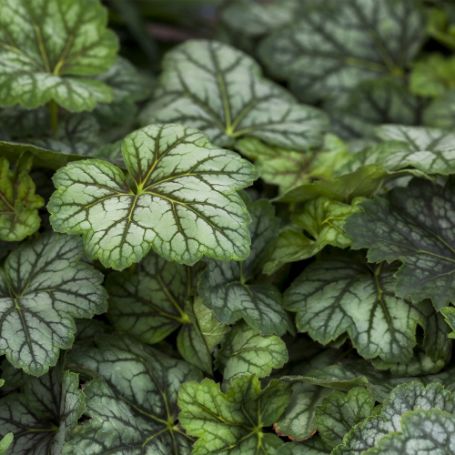Picture of Marvelous Marble™ Silver Heuchera Plant