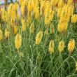 Picture of Gold Rush Kniphofia Plant