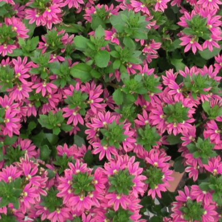Picture of Surdiva® Fashion Pink Scaevola Plant