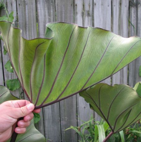 Picture of Bikini-tini Colocasia Plant
