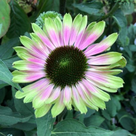 Picture of Green Twister Echinacea Plant