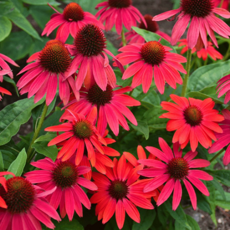 Picture of Summersong™ Firefinch™ Echinacea Plant