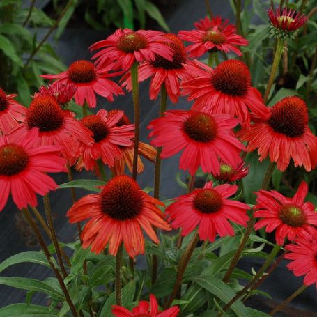 Picture of Kismet® Red Echinacea Plant