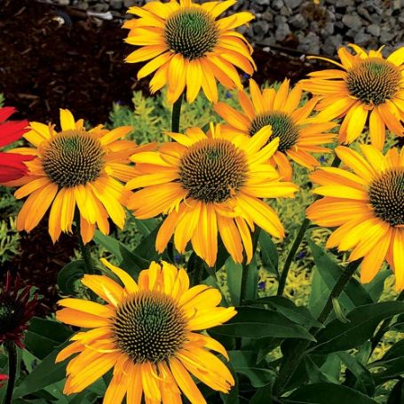 Picture of Kismet® Yellow Echinacea Plant