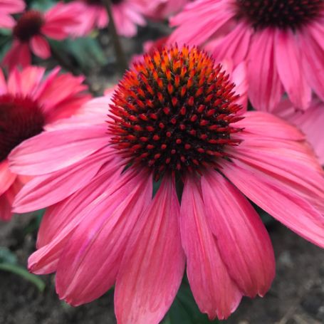 Picture of Eye-Catcher™ Coral Craze Echinacea Plant