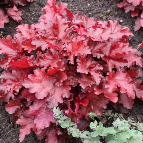 Picture of Forever® Red Heuchera Plant