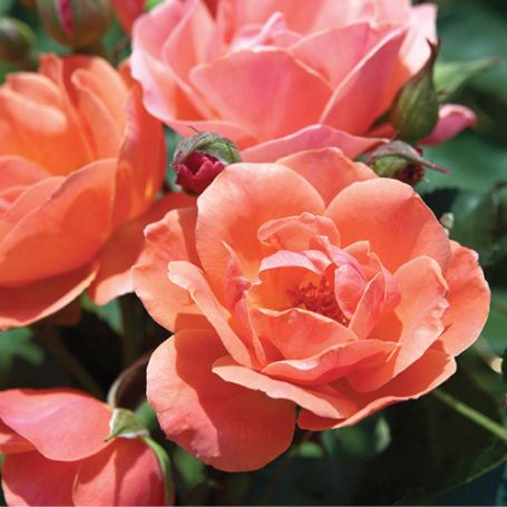 Picture of Knock Out® Coral Rose Bush