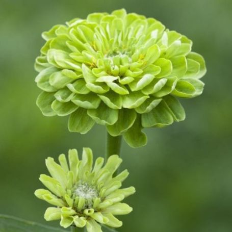 Picture of Benary's Giant Lime Zinnia Plant