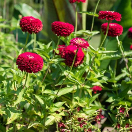Picture of Benary's Giant Scarlet Zinnia Plant