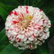 Picture of Peppermint Stick Zinnia Plant