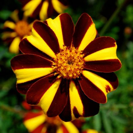 Picture of Harlequin Marigold Plant