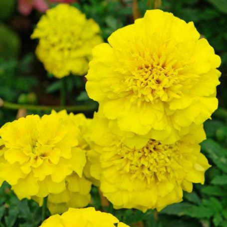 Picture of Bonanza Yellow Marigold Plant