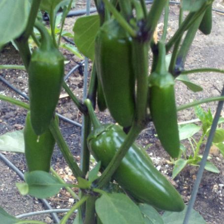 Picture of Tricked You Sweet Pepper Plant