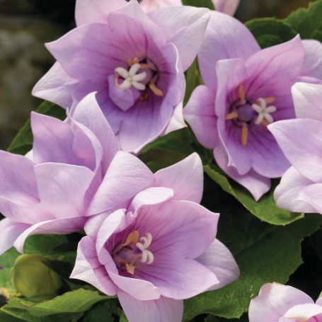 Picture of Astra Semi-Double Pink Platycodon Plant