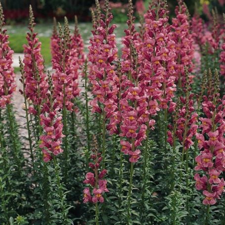 Picture of Rocket Rose Shades Snapdragon Plant