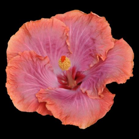 Picture of Dixieland Cajun Hibiscus Plant