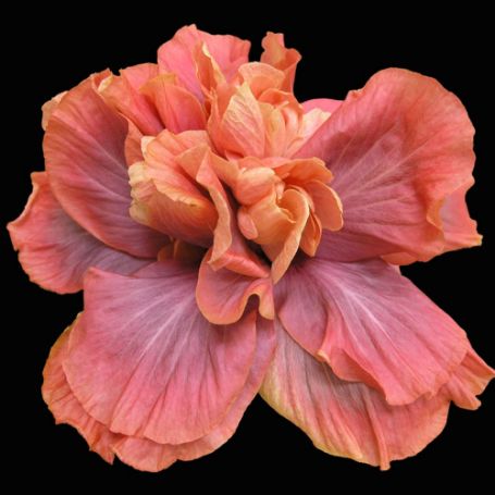 Picture of Queen of Dreams Cajun Hibiscus Plant