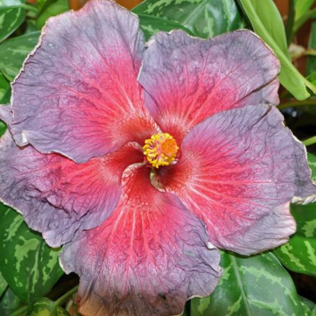 Picture of Shadow Kiss Cajun Hibiscus Plant