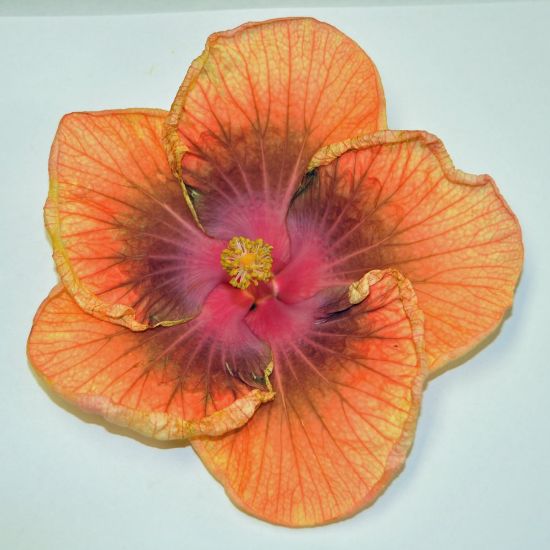 Picture of Affair Cajun Hibiscus Plant