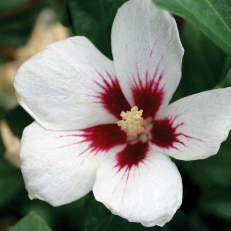 Picture of Lil' Kim® Rose of Sharon Plant