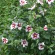 Picture of Lil' Kim® Rose of Sharon Plant