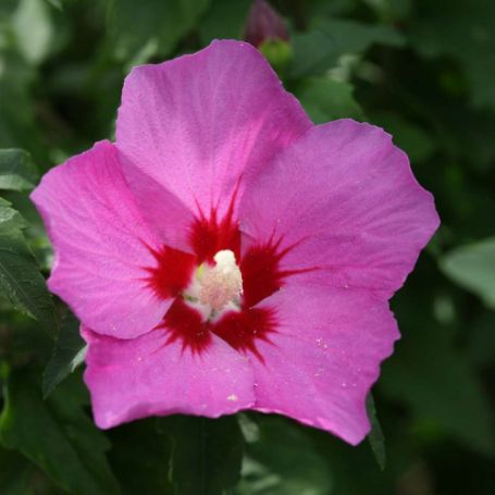 Picture of Lil' Kim® Violet Rose of Sharon Plant