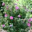 Picture of Lil' Kim® Violet Rose of Sharon Plant
