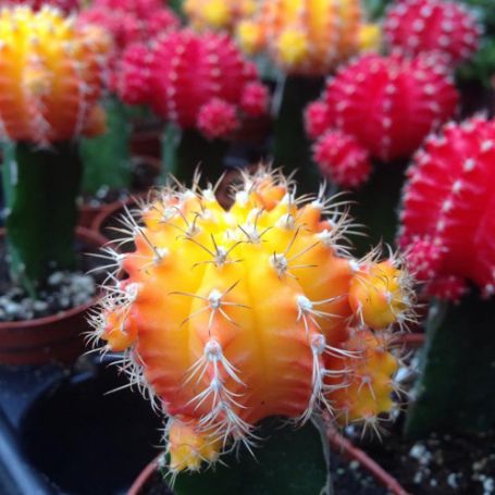 Picture of Color Grafted Cactus Houseplant